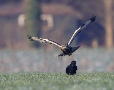 Ruigpootbuizerd - Rough-legged Buzzard