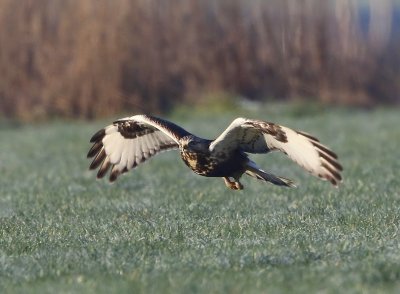 Ruigpootbuizerd - Rough-legged Buzzard