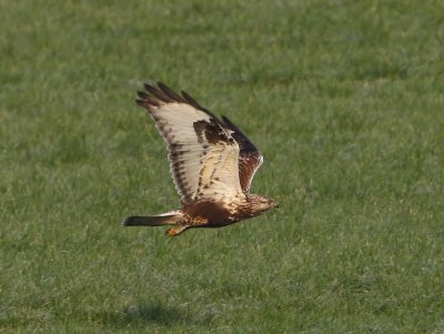 Ruigpootbuizerd - Rough-legged Buzzard