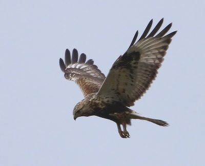 Ruigpootbuizerd - Rough-legged Buzzard