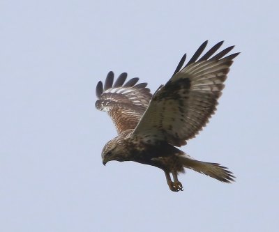 Ruigpootbuizerd - Rough-legged Buzzard