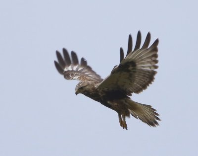 Ruigpootbuizerd - Rough-legged Buzzard