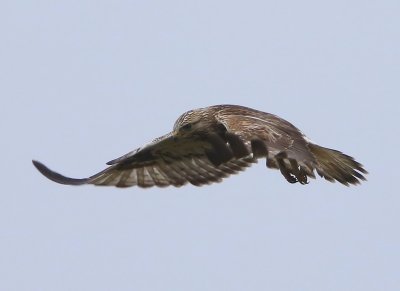 Ruigpootbuizerd - Rough-legged Buzzard