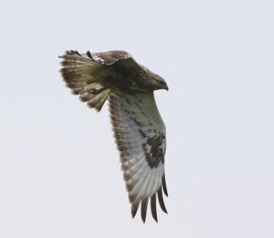 Ruigpootbuizerd - Rough-legged Buzzard