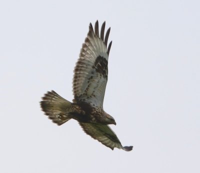 Ruigpootbuizerd - Rough-legged Buzzard