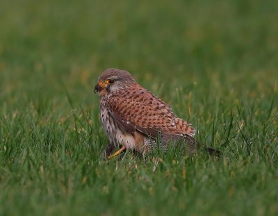 Torenvalk - Common Kestrel