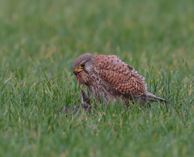 Torenvalk - Common Kestrel