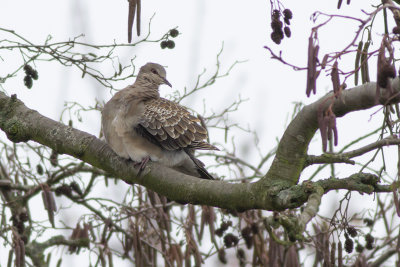 Oriental Turtle Dove, subspecies meena / Oosterse Tortel, ondersoort meena