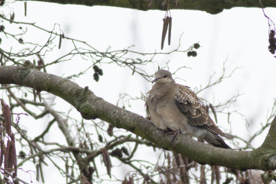 Oriental Turtle Dove, subspecies meena / Oosterse Tortel, ondersoort meena