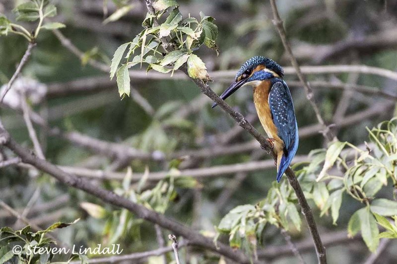 European Kingfisher