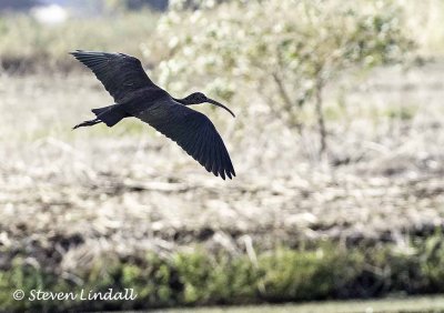 Glossy Ibis