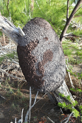 termite colony