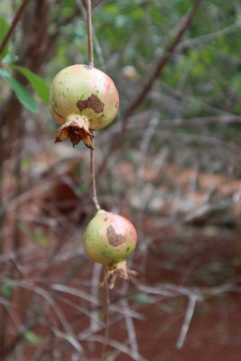 pomegranate