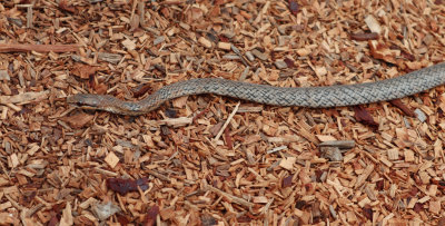 brown racer