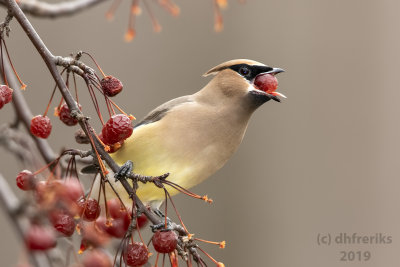 CedarWaxwingFDL2019f1.jpg