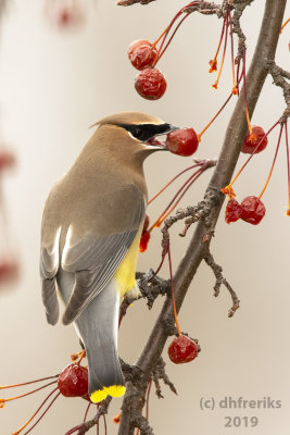 CedarWaxwingFDL2019g.jpg