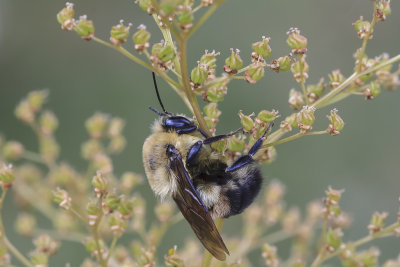 Bourdon sp. / Bumble Bee (Bombus)