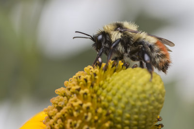 Bourdon tricolore / Tricolored Bumble Bee (Bombus ternarius)