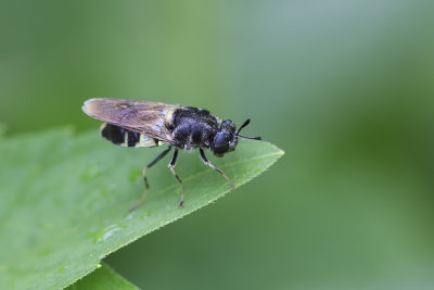 Mouche soldat / Soldat Fly (Stratiomys sp.)