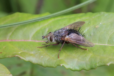 Mouche tachinaire / Tachinid Fly (Epalpus signifer)
