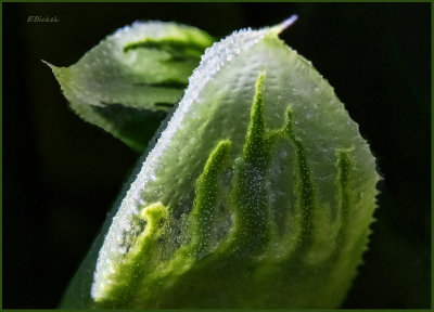 Haworthia HarryJohnson