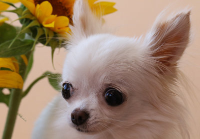 Bailey & the Sunflower 2018