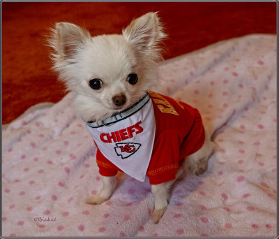 A Chiefs Girl