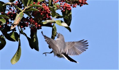 Blue-gray Gnatcatcher in flight!