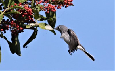 Blue- gray Gnatcatchers in flight!