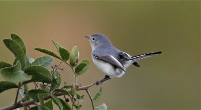 Blue-gray Gnatcatcher