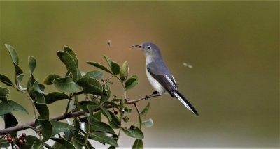 Blue-gray Gnatcatcher with it's catch!