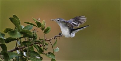 Blue-gray Gnatcatcher after snatching an insect!