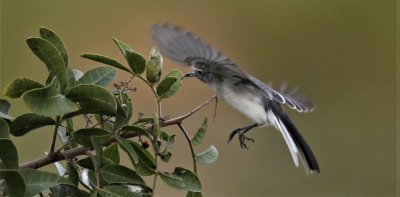 This Blue-gray Gnatcatcher about to snatch an insect!