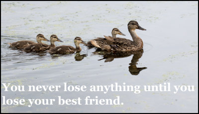 friends_you_never_lose_anything.jpg