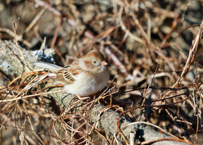 Field Sparrow - Spizella pusilla