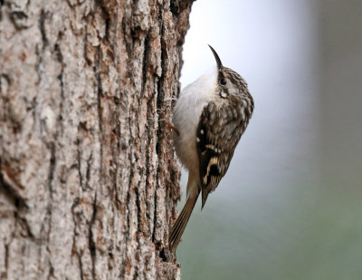 Brown Creeper - Certhia americana