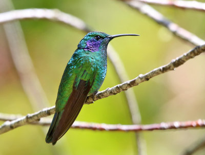 Lesser Violetear - Colibri cyanotus 