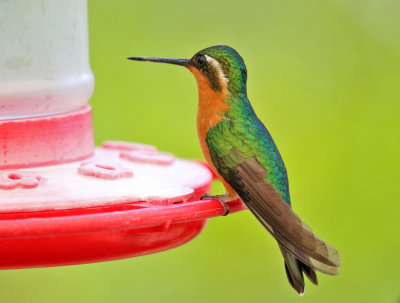 White-throated Mountain-gem - Lampornis castaneoventris