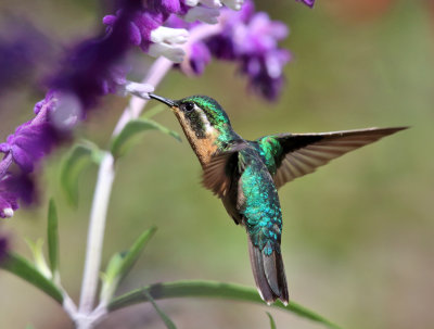 White-throated Mountain-gem - Lampornis castaneoventris