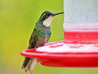 White-throated Mountain-gem - Lampornis castaneoventris