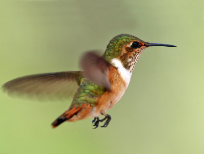 Scintillant Hummingbird - Selasphorus scintilla