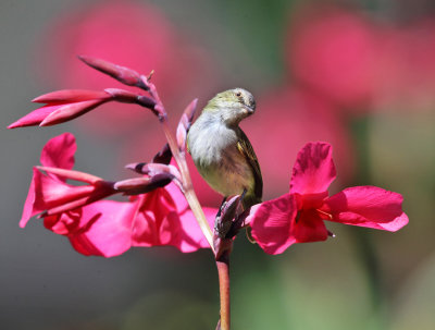 Mistletoe Tyrannulet - Zimmerius parvus