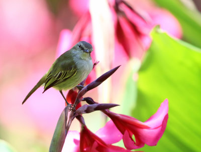 Mistletoe Tyrannulet - Zimmerius parvus