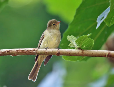 Mountain Elaenia - Elaenia frantzii