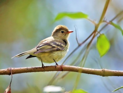 Mountain Elaenia - Elaenia frantzii