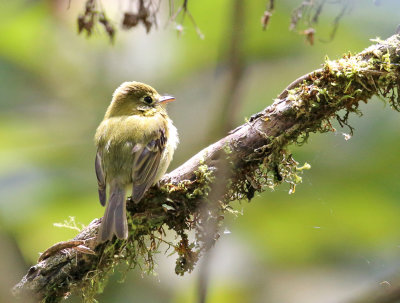 Yellowish Flycatcher - Empidonax flavescens