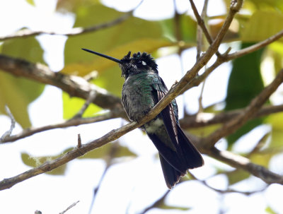 Talamanca Hummingbird - Eugenes spectabilis 