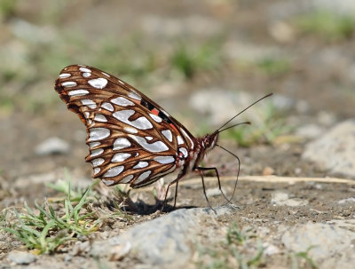 Mexican Silverspot - Dione moneta