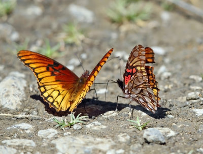 Mexican Silverspot - Dione moneta 