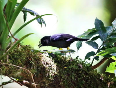 Yellow-thighed Finch - Pselliophorus tibialis